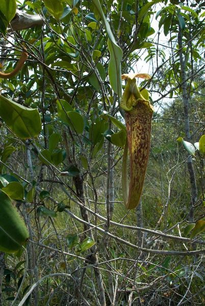 Nepenthes rafflesiana upper pitcher