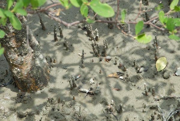 Mangrove hermit crabs