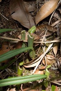 Nepenthes albo-marginata