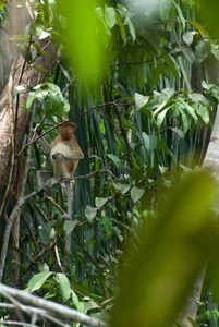 Proboscus monkey