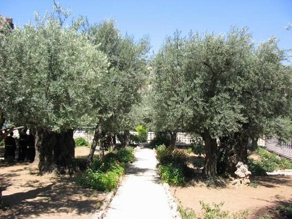 Garden Gethsemane