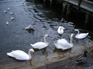 Swans of Gmunden