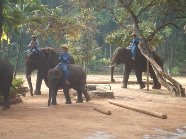 Elephants in Logging Demonstration