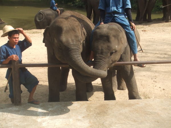 Baby Elephants - Holding Trunks!