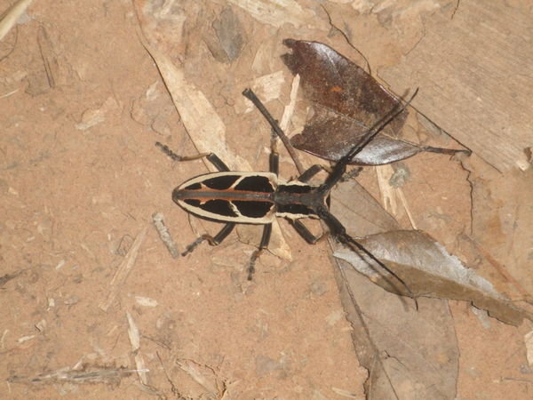 Amazing little Stag Beetle - Nam Nao