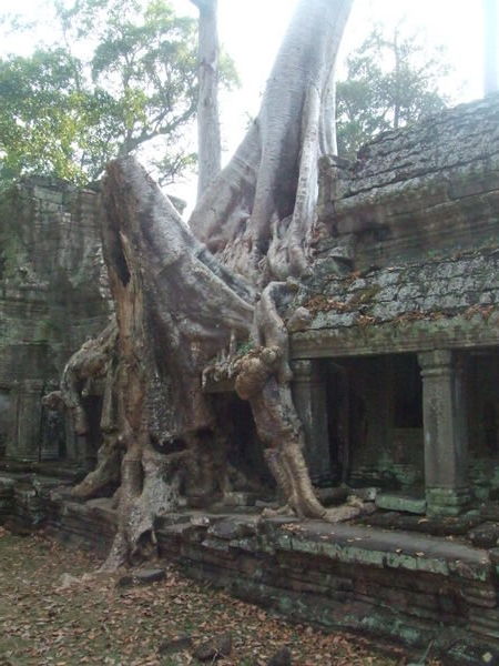 Massive old tree growing amongst the temple rubble