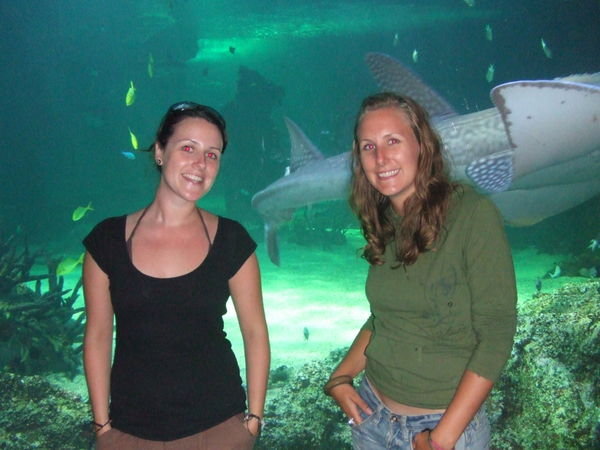 Shark Bait - Sydney Aquarium