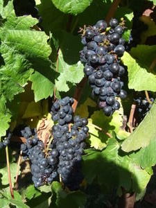 Juicy Vineyard grapes