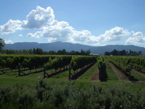 Beautiful vineyard