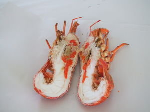 Yummy Kaikoura Crayfish