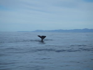 Whale Tail at Kaikoura - Amazing!
