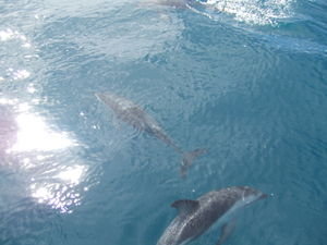 Dolphins following our boat