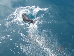 Dolphin Tricks