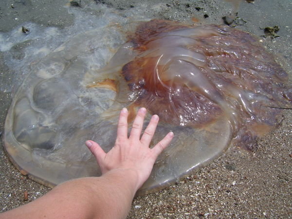 A washed up jellyfish