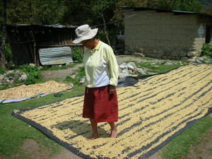 A local lady walking on the coffee beans