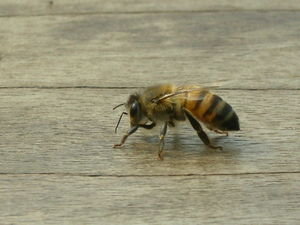 A local Peruvian bee...jeje