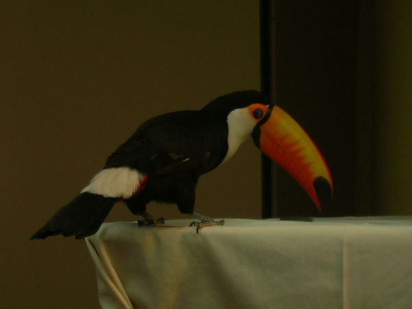 A real toucan this time