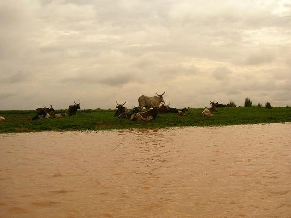 Cows on the River