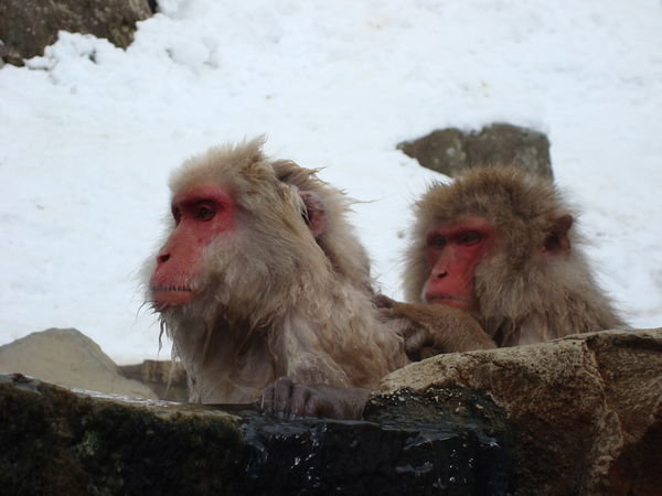 snow monkeys 