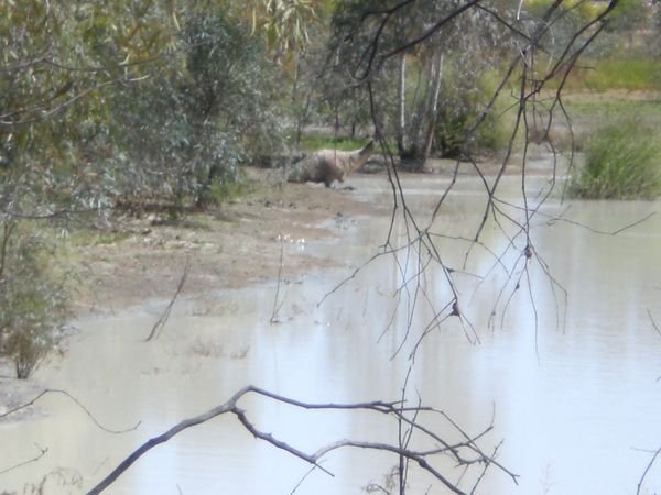 Menindee: Emoe proeft van de Darling river 