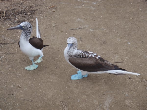 Blue footed boobies!