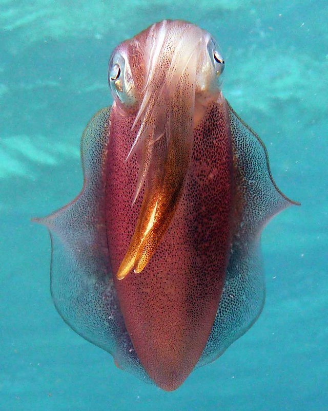 Squid