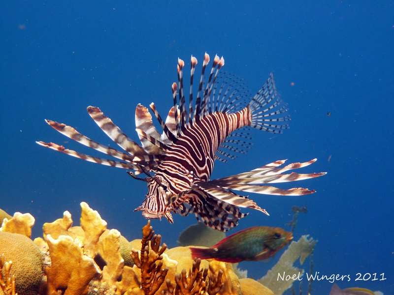 Pretty, but nasty lionfish