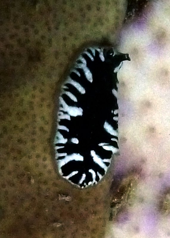 I think it's a flatworm, but I can't find a name anywhere