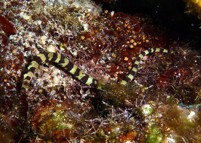Harelquin Pipefish, usually very reclusive