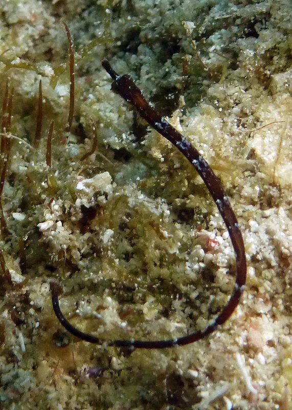 Tiny pipefish, about an inch long