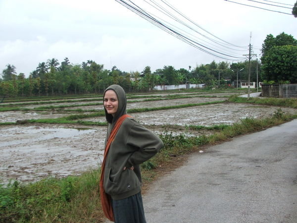Pichetnel rizsfoldek, monszunban