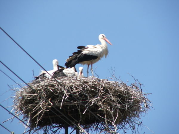 A BABAHOZOK