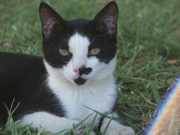 Kis orra bal oldalán fekete foltos cica