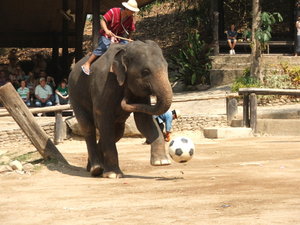 thai-elefántfoci
