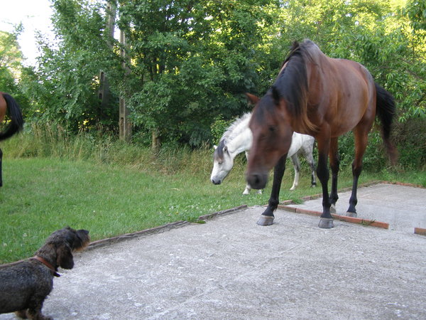 Kutyák vs lovak