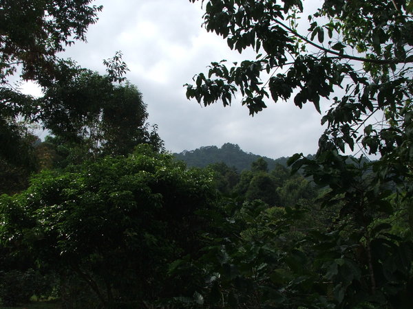 18 hektar a dzsungel kozepen, napos hegyoldalon...