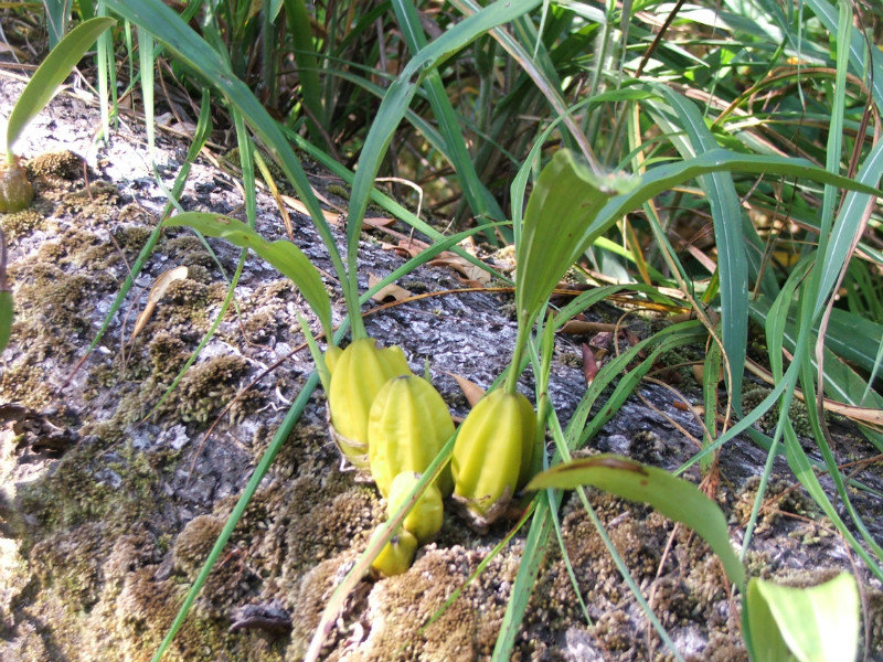 6 - eheto orchidea 