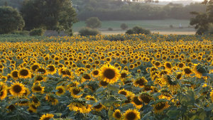 Sunflower sutra