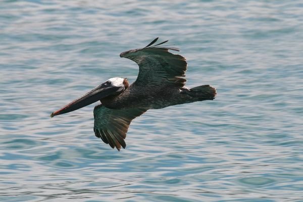 Pelican crossing