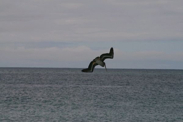 Bird diving for fish