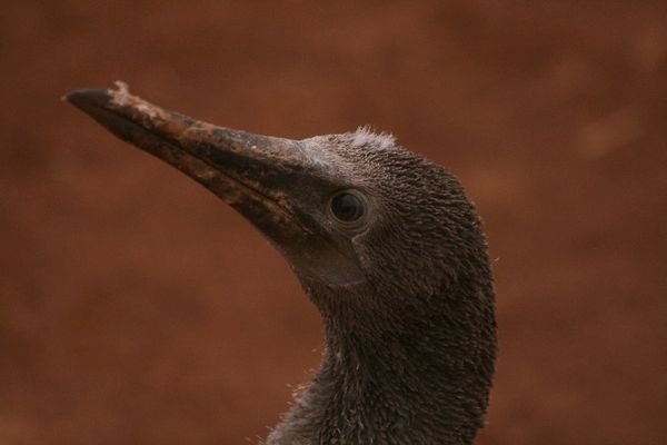 Young blue-footed boobie