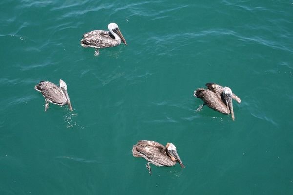 Synchronised swimming pelicans