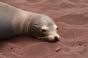 Sealion on red sand