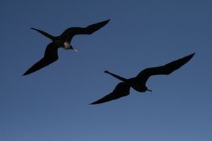 Frigate birds in flight