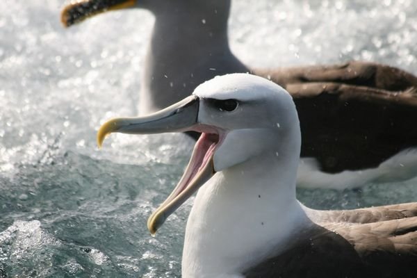 Some kind of albatross