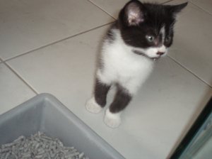 Kitten #1