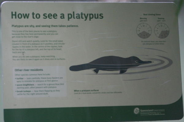 This is the best photo that we got of a Platypus.