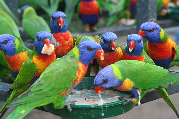 Feeding Time for the Lorikeets