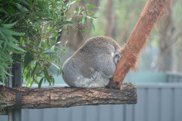 koala sanctuary, Port MacQuarie