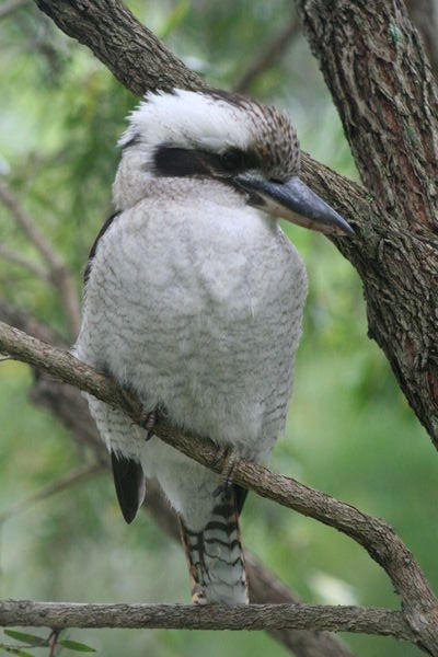 Kookaburra in a tree on our pitch, Sydney campsite